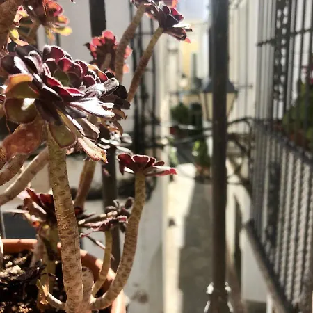 Azogue * טריפה